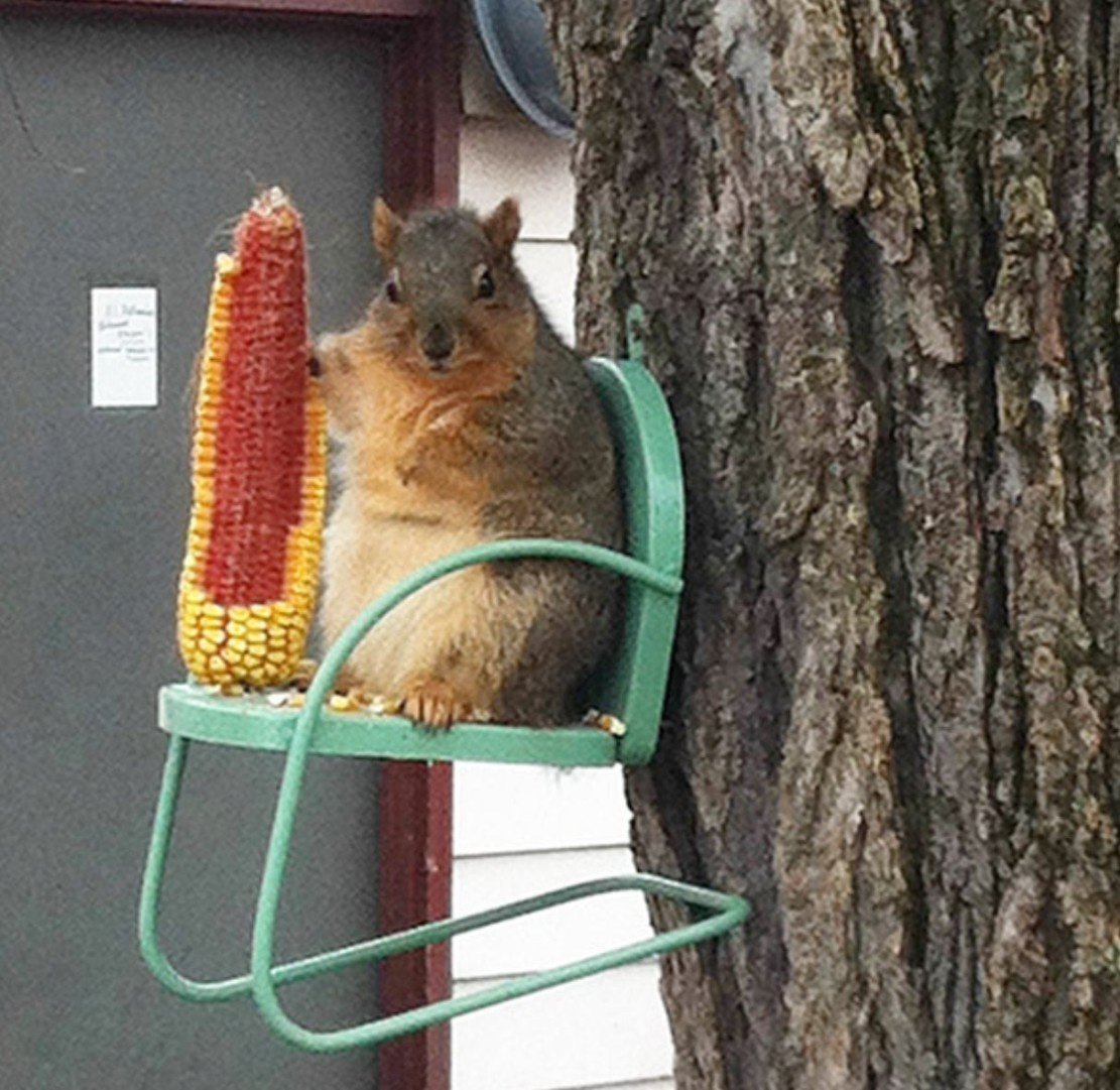 Белка пришла