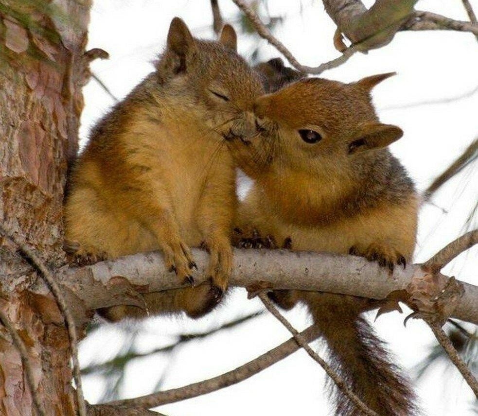 Домашняя жирная белка