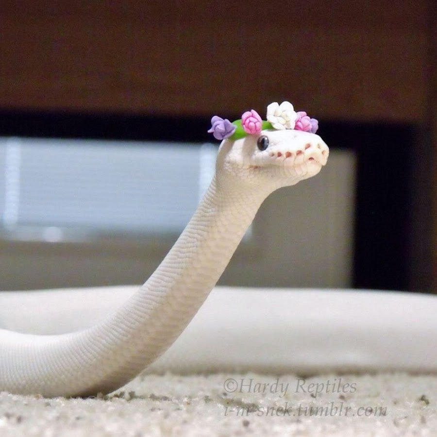 Медуза Горгона Ламия