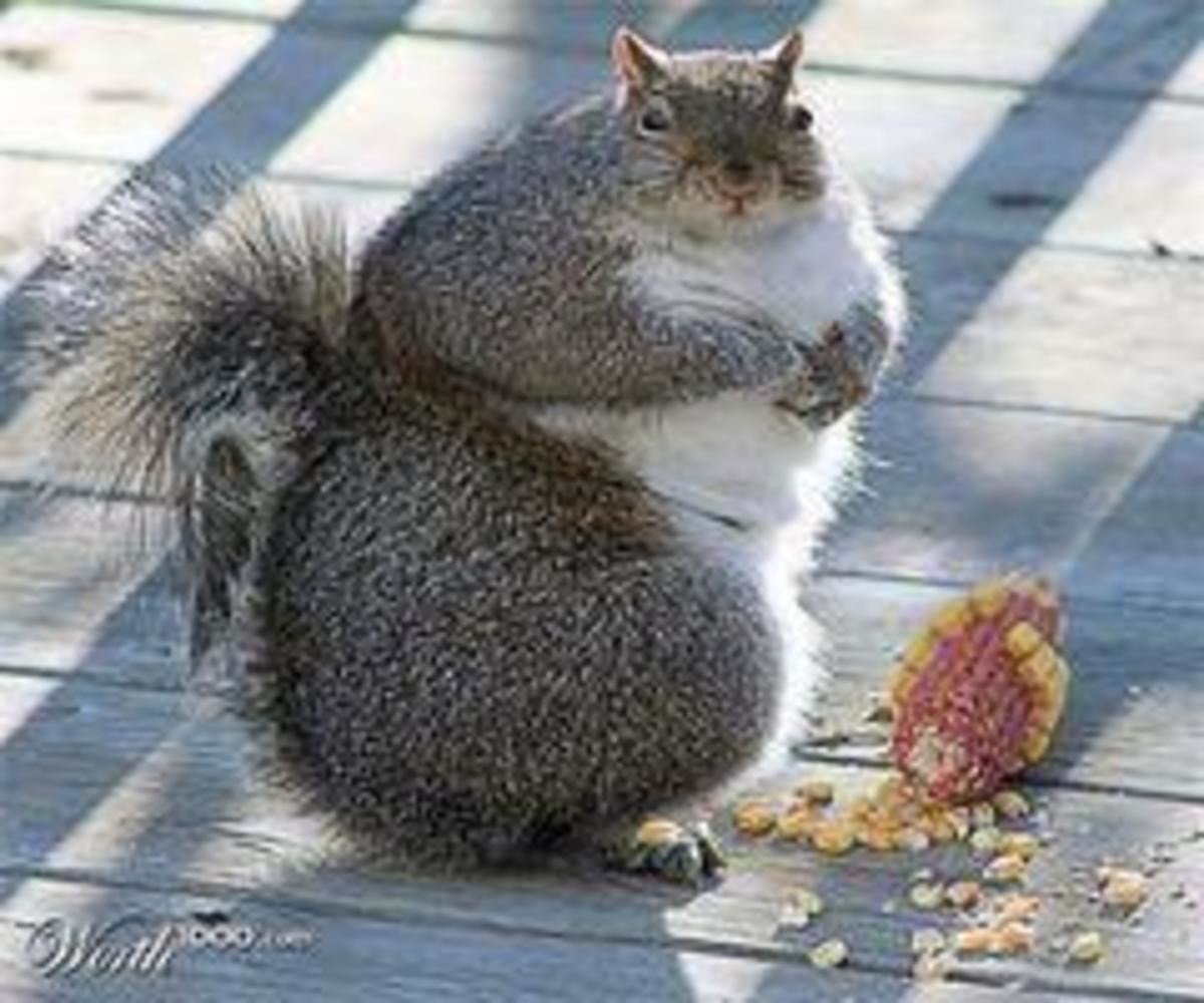 Крупная белка