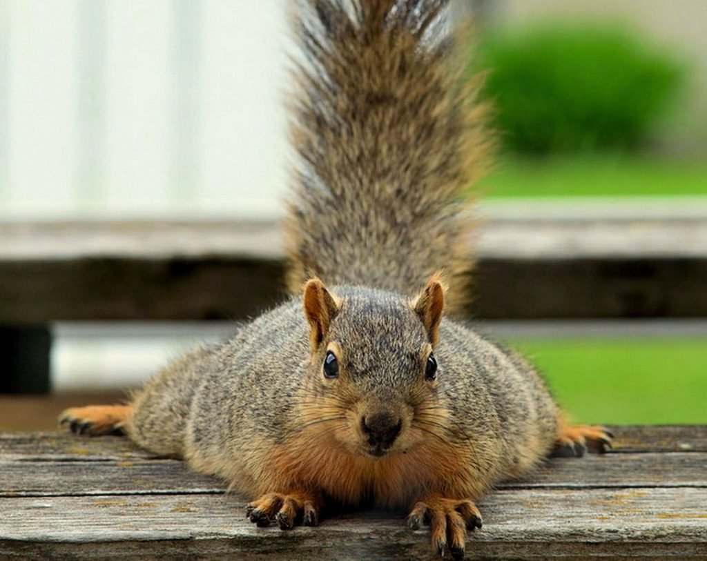 Белочка в очках