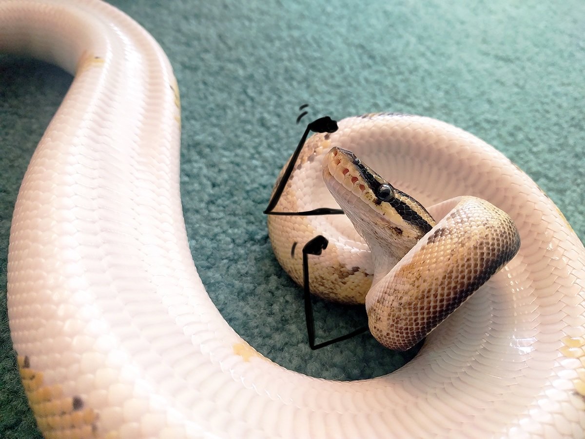 Змея с капюшоном тату