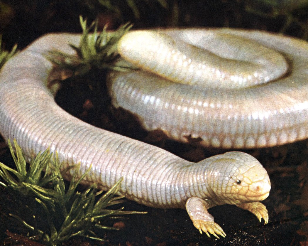 Мексиканская червеобразная ящерица