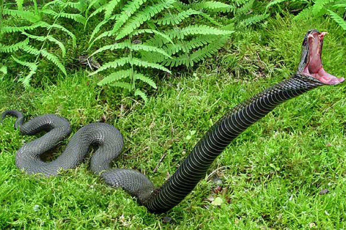 Тигровый питон и человек