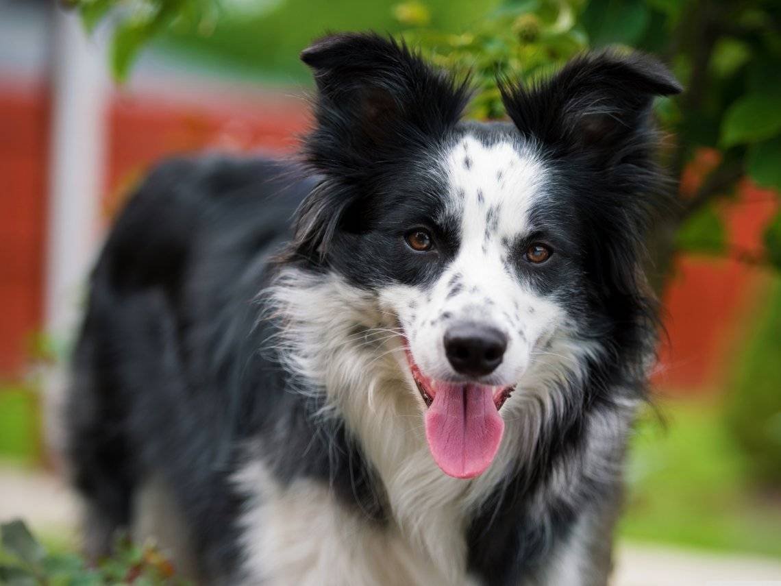 Бордер-колли породы собак