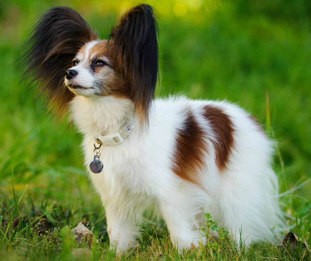 Бордер колли окрас Тан