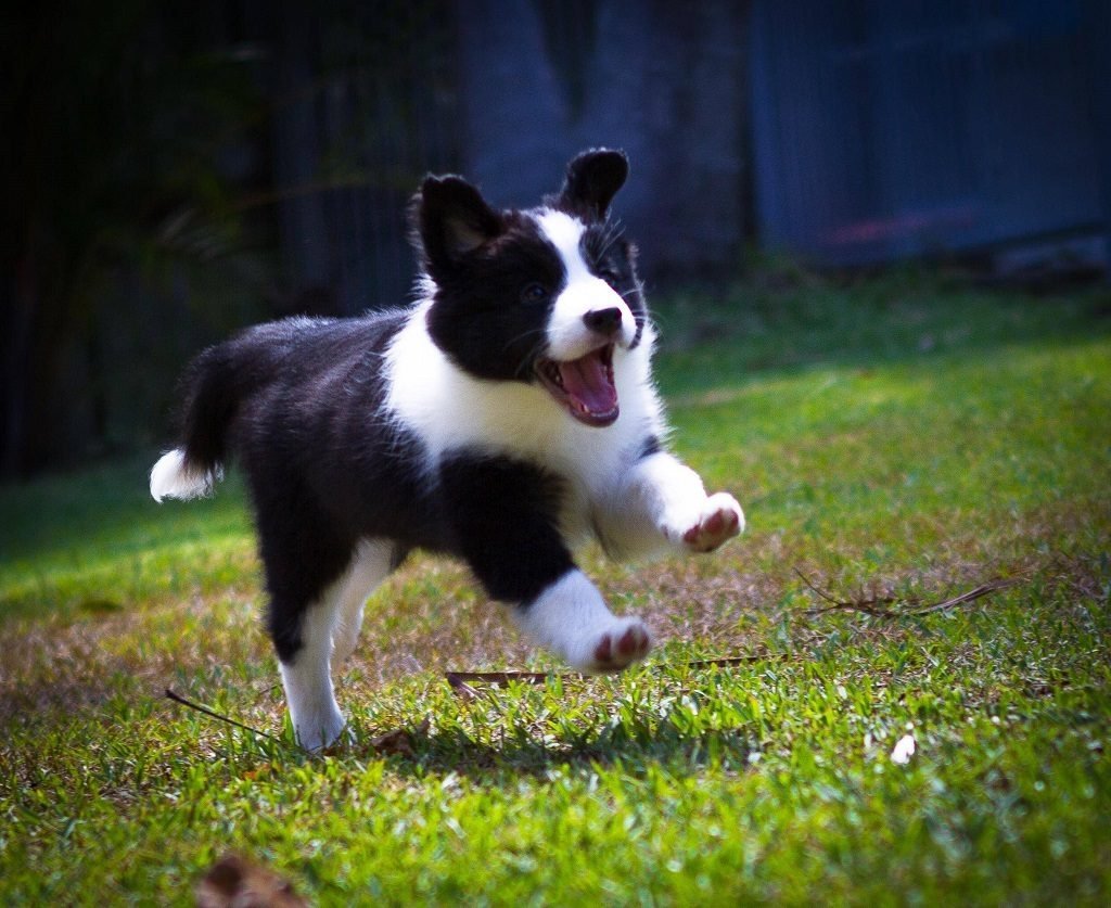 Порода бордер колли