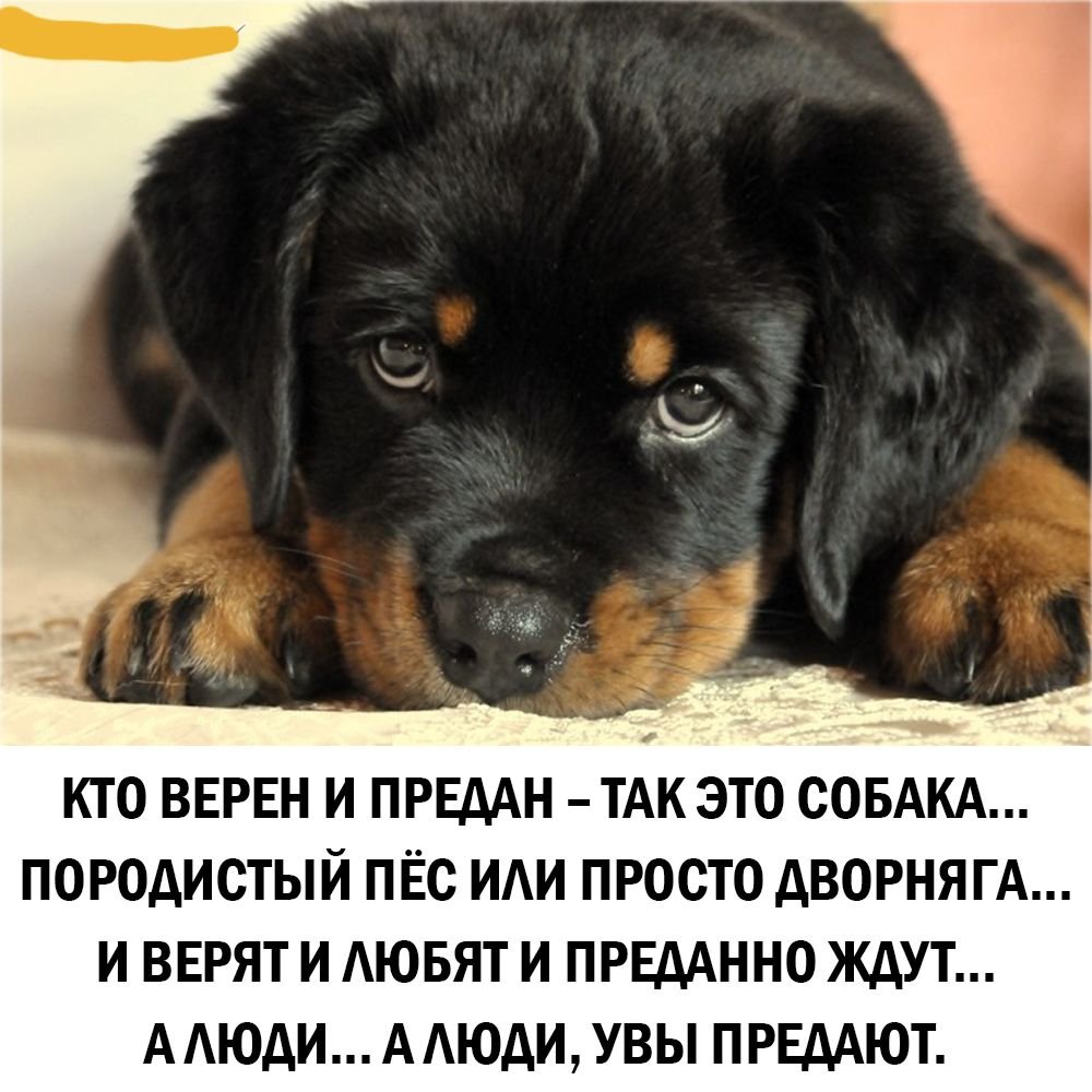 Кавалер Кинг Чарльз спаниель смешной