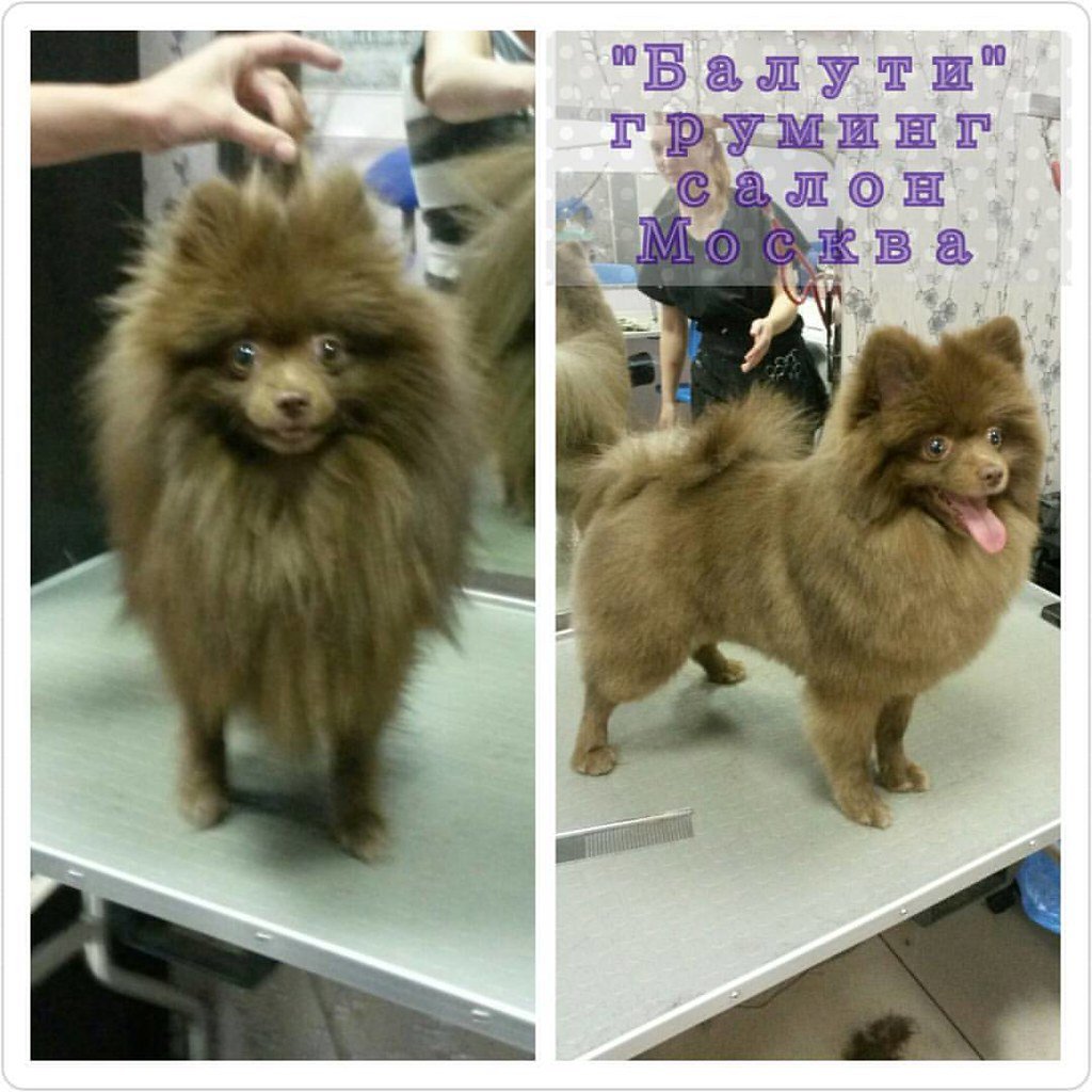 Миттельшпиц стрижка