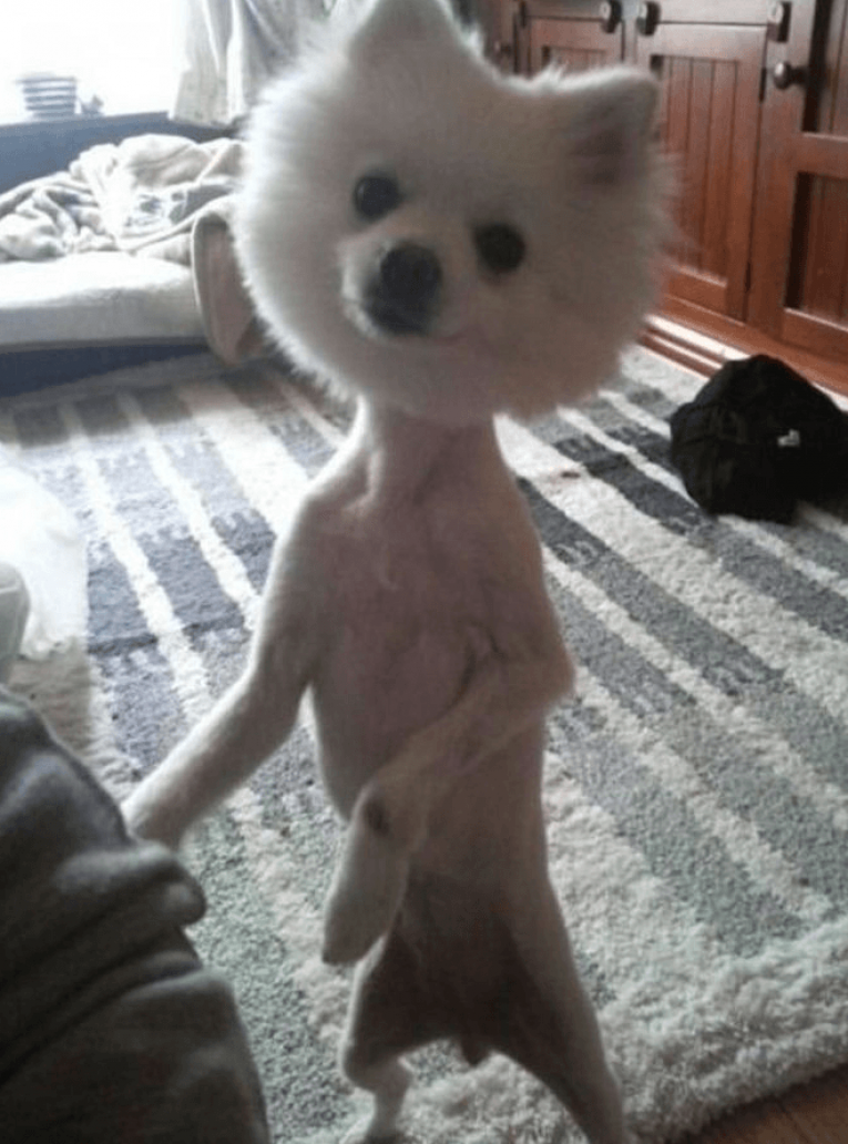 Померанский шпиц стандарт породы