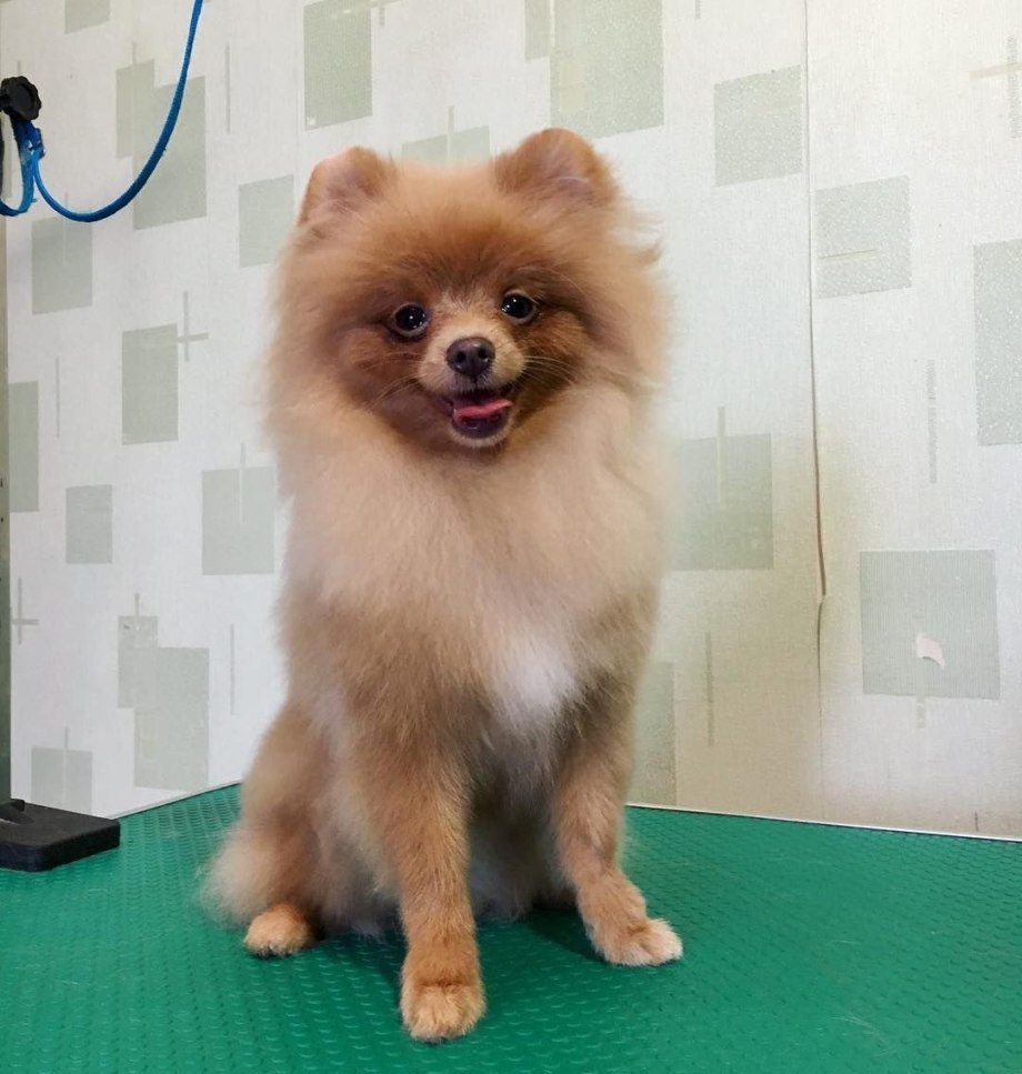 Померанский шпиц шоколадный