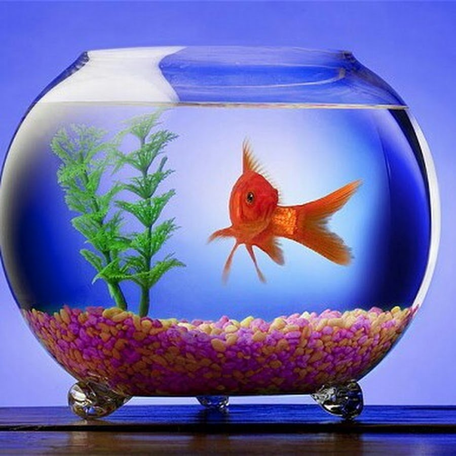 Видеть рыбок в аквариуме. Рыбки для аквариума. Круглый аквариум. Круглый аквариум с рыбками. Золотая рыбка в аквариуме.