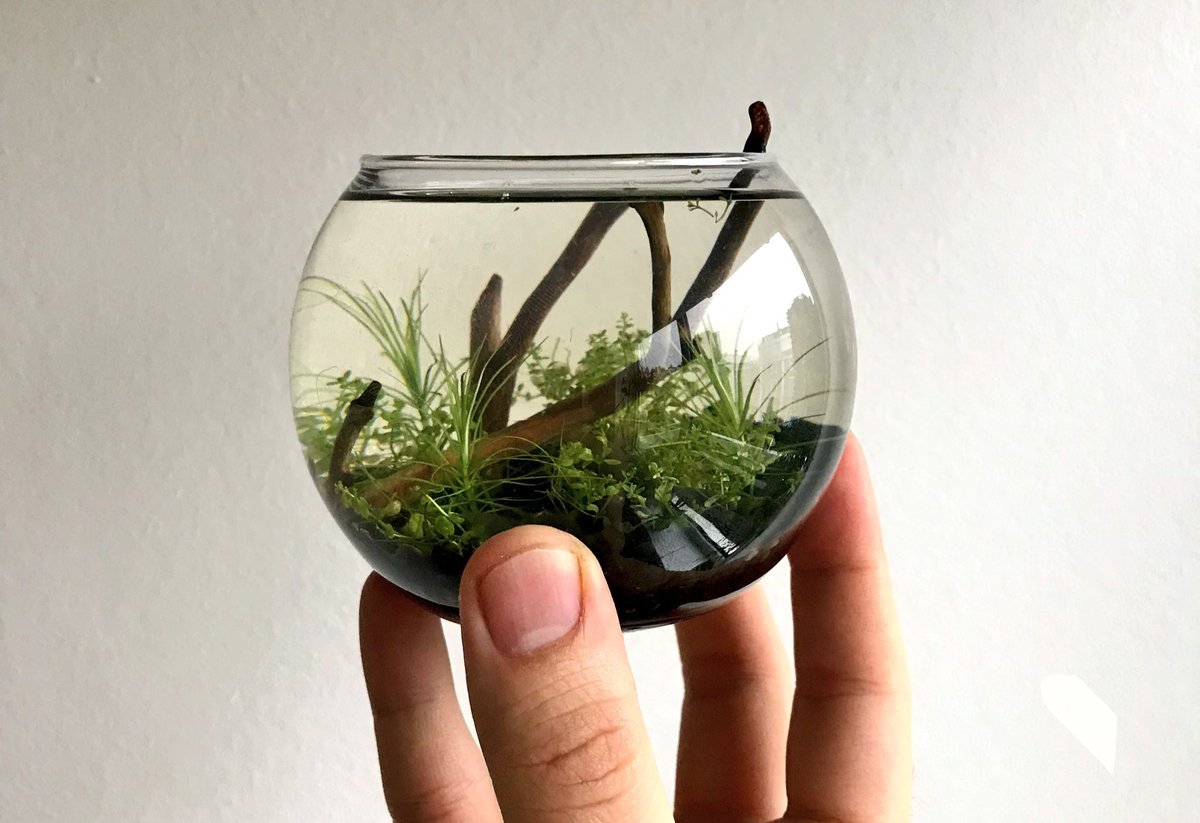 Золотая рыбка в аквариуме