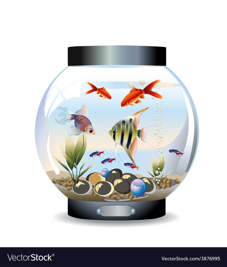 Декоративные рыбки для аквариума