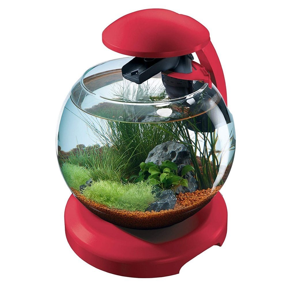 Гуппи в круглом аквариуме