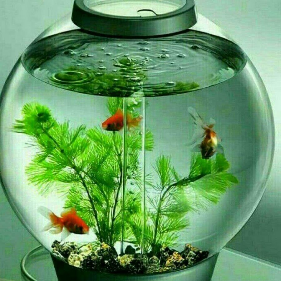 Рыбки для аквариума