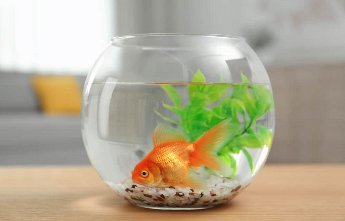 Круглый аквариум на белом фоне