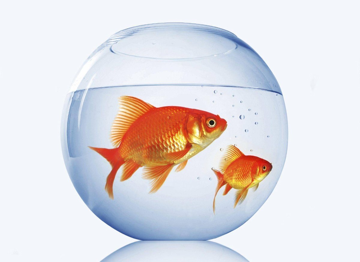 Золотая рыбка в круглом аквариуме