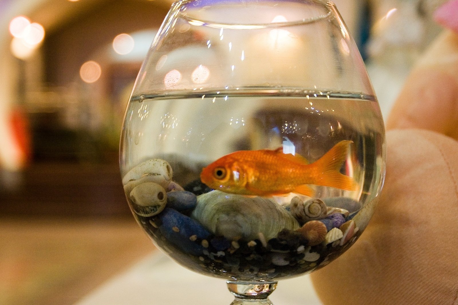 Какая вода нужна рыбам. Круглый аквариум с рыбками. Золотая рыбка в аквариуме. Рыба в круглом аквариуме. Одна рыбка в круглом аквариуме.