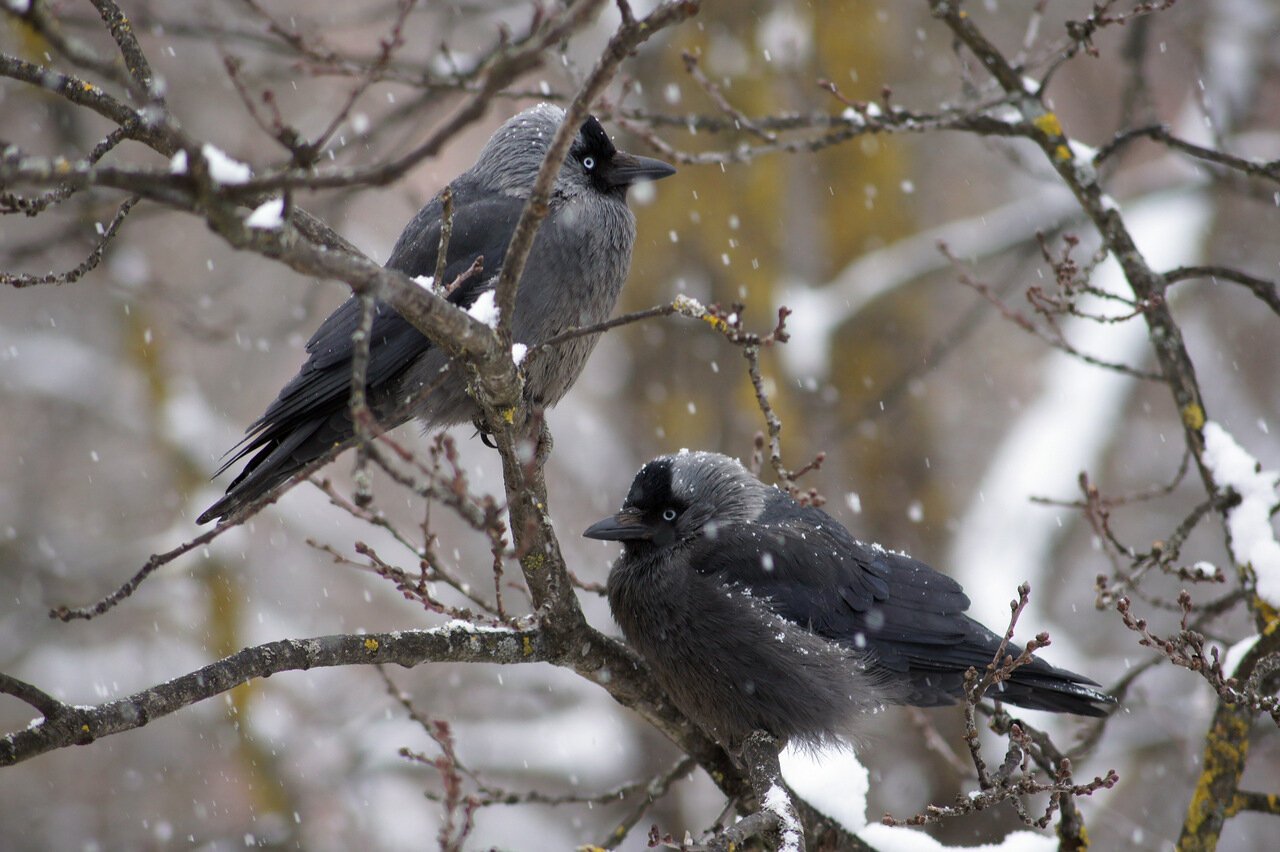 Птичка и ворона. Зимующие птицы Галка. Серая Галка птица. Галка зимой. Городские птицы зимой.