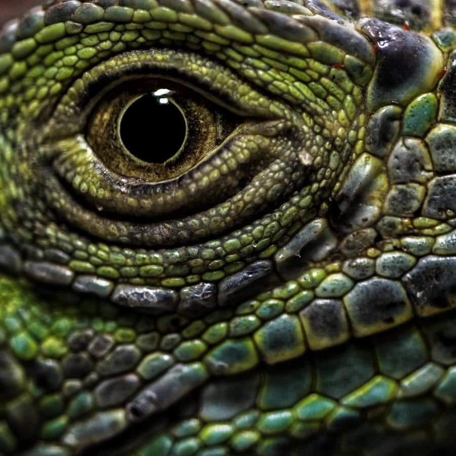Крокодиловый Варан глаза