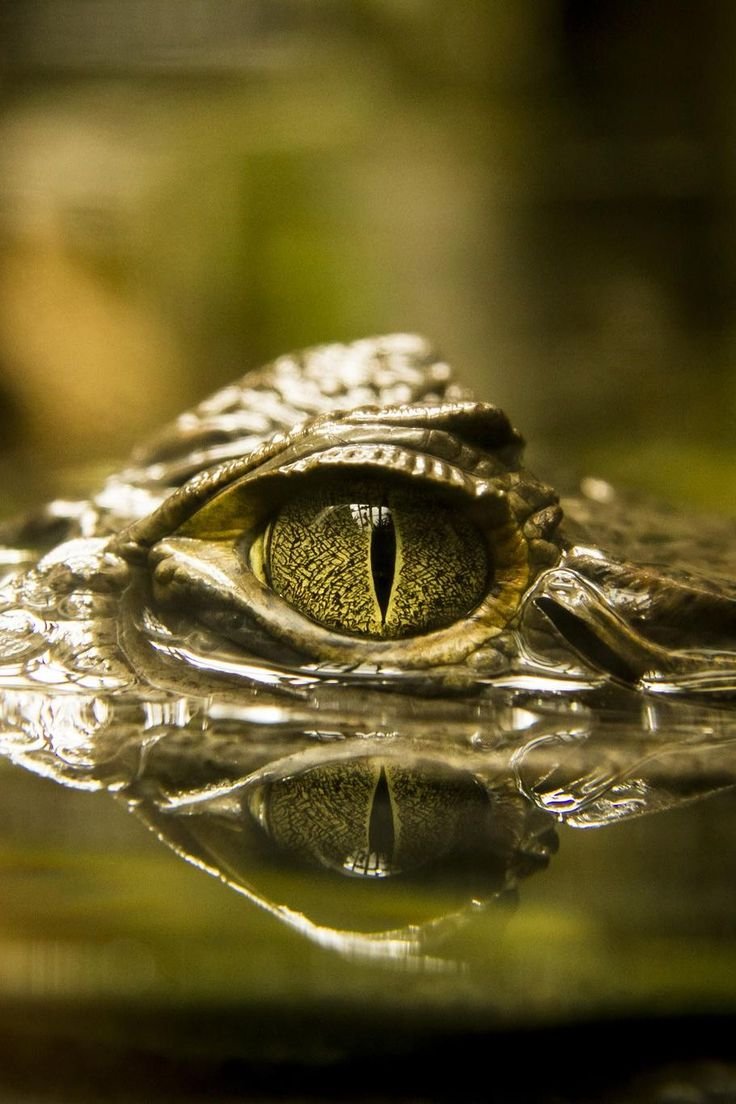 Глаз аллигатора
