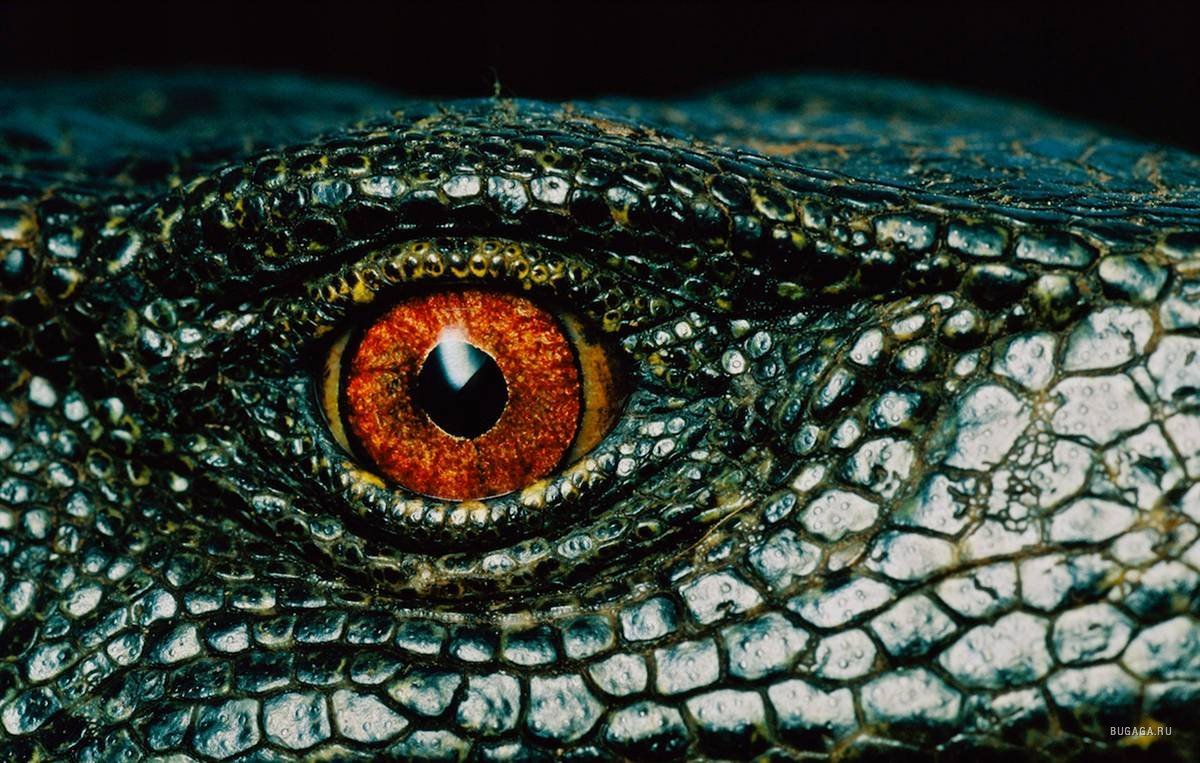 Крокодиловый Варан глаза