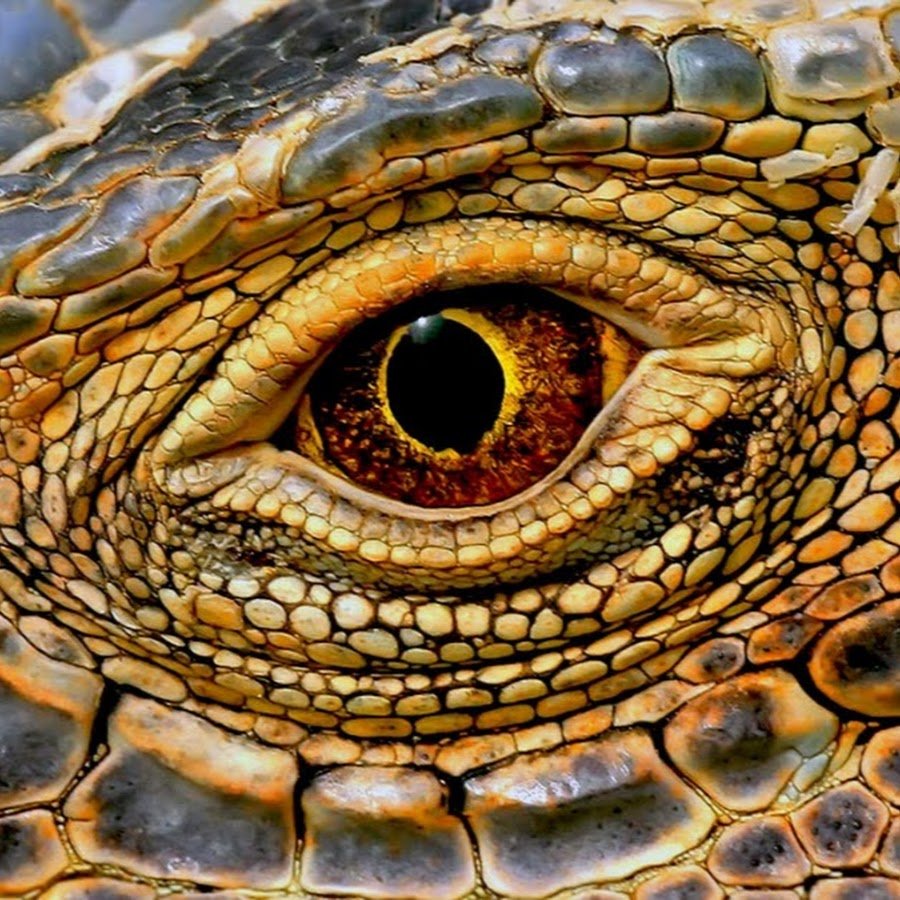 Глаза змеи