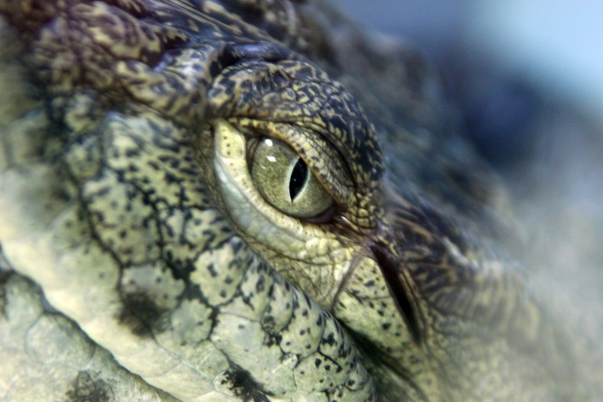 Цвет глаз у крокодилов ночью