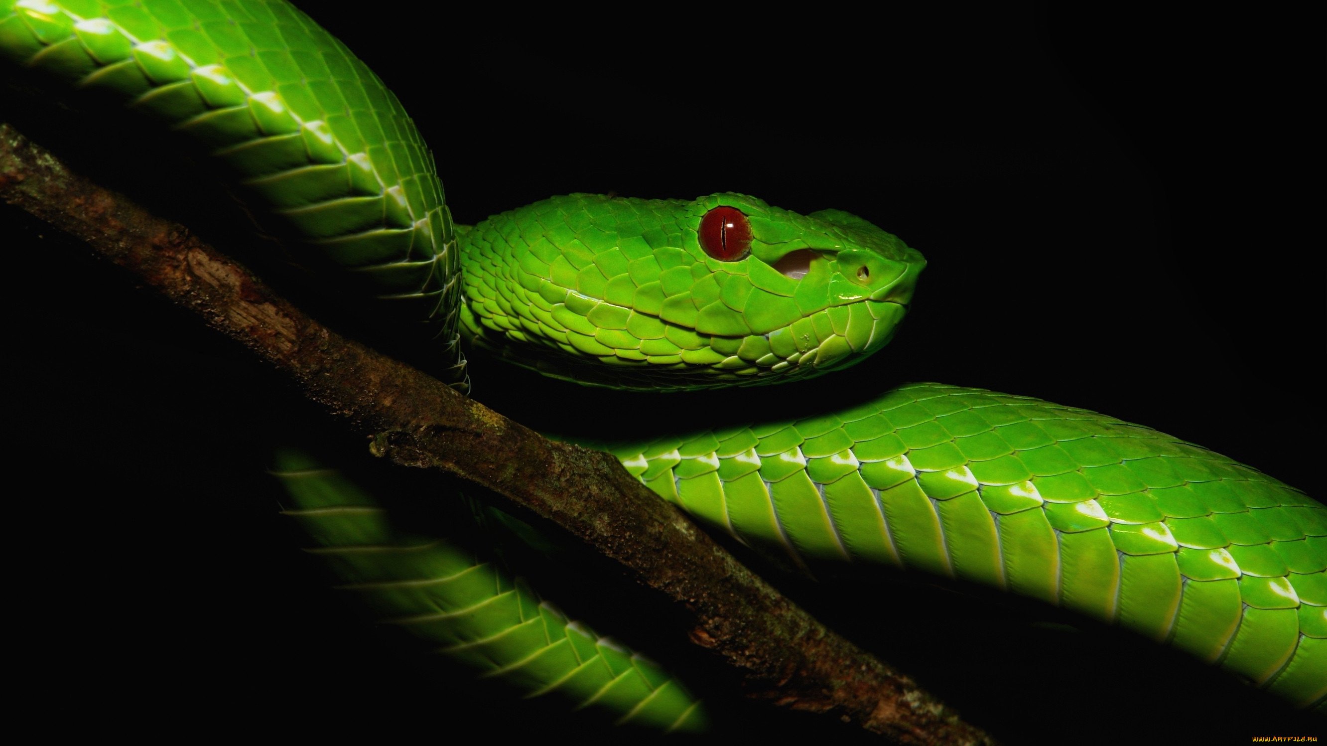 Большие зеленые змеи. Кустарниковая гадюка АТЕРИС. Кустарниковая гадюка (Atheris. Синяя кустарниковая гадюка. Зеленая Кобра змея.