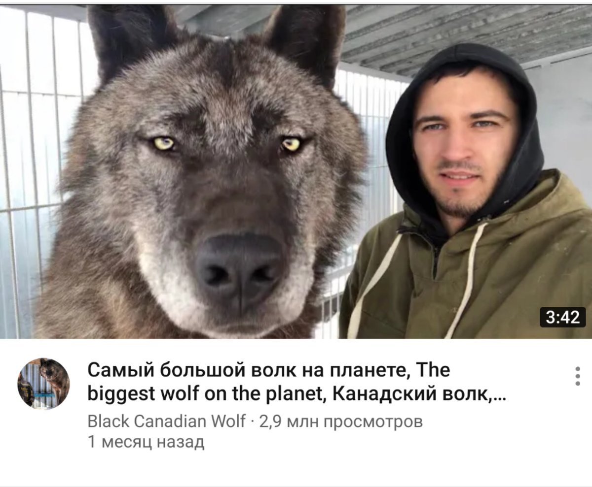 Канадский волк Акелла новый Уренгой