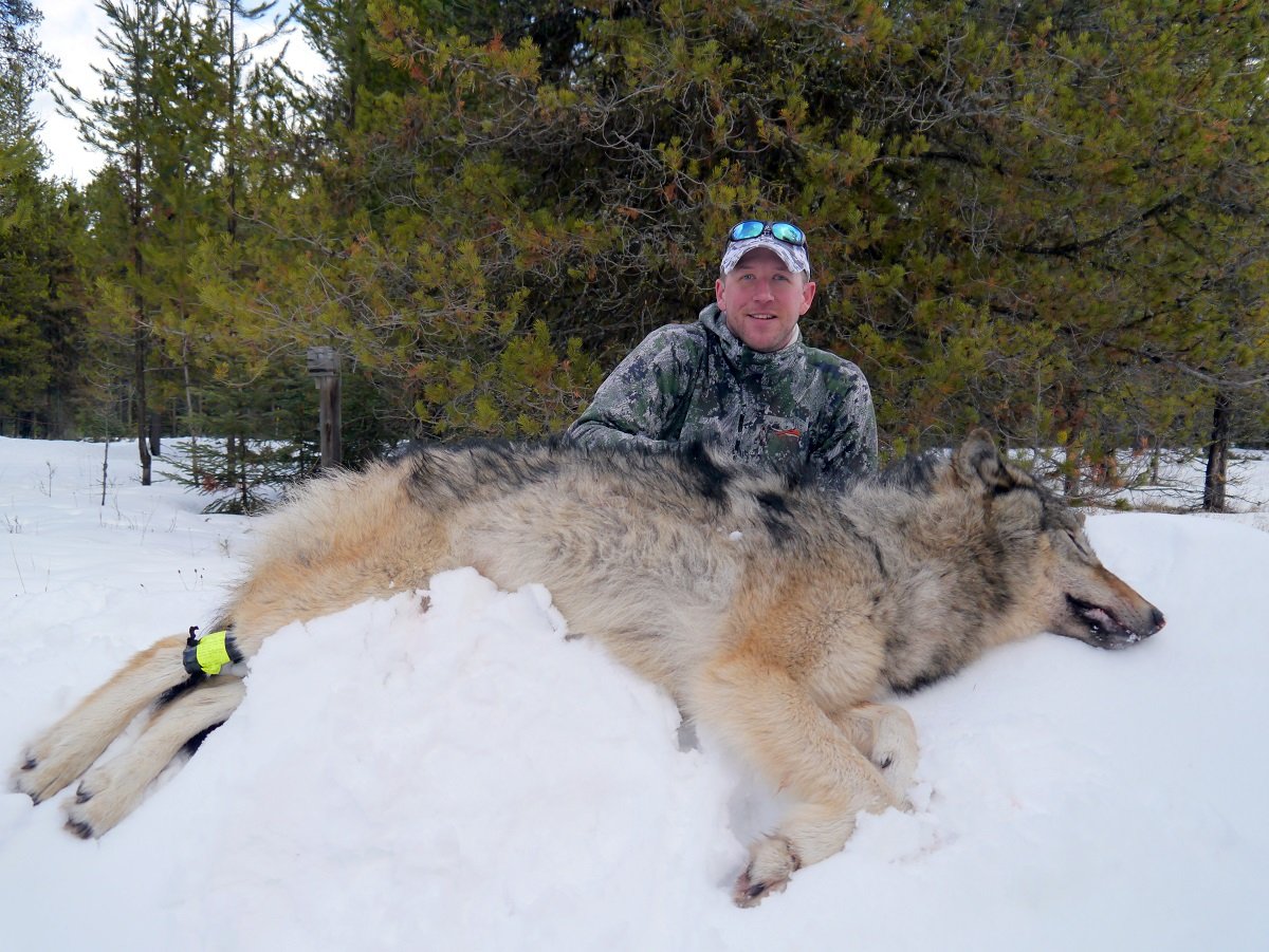 Якутский Полярный волк