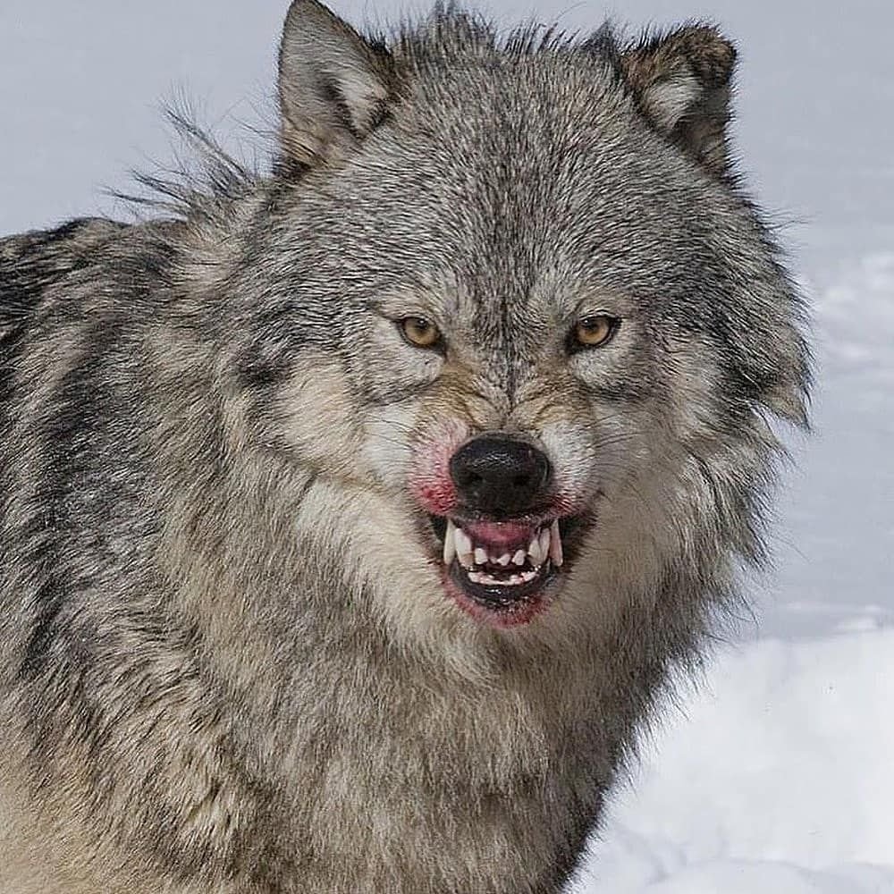 Матерый волк