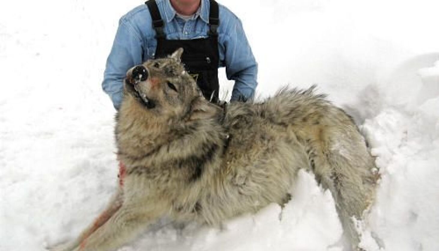 Якутский волк самый большой