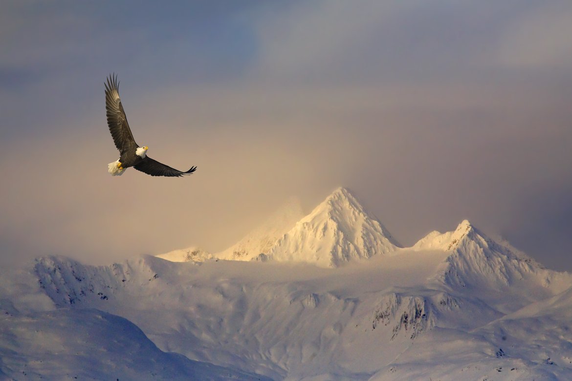 Орел в горах