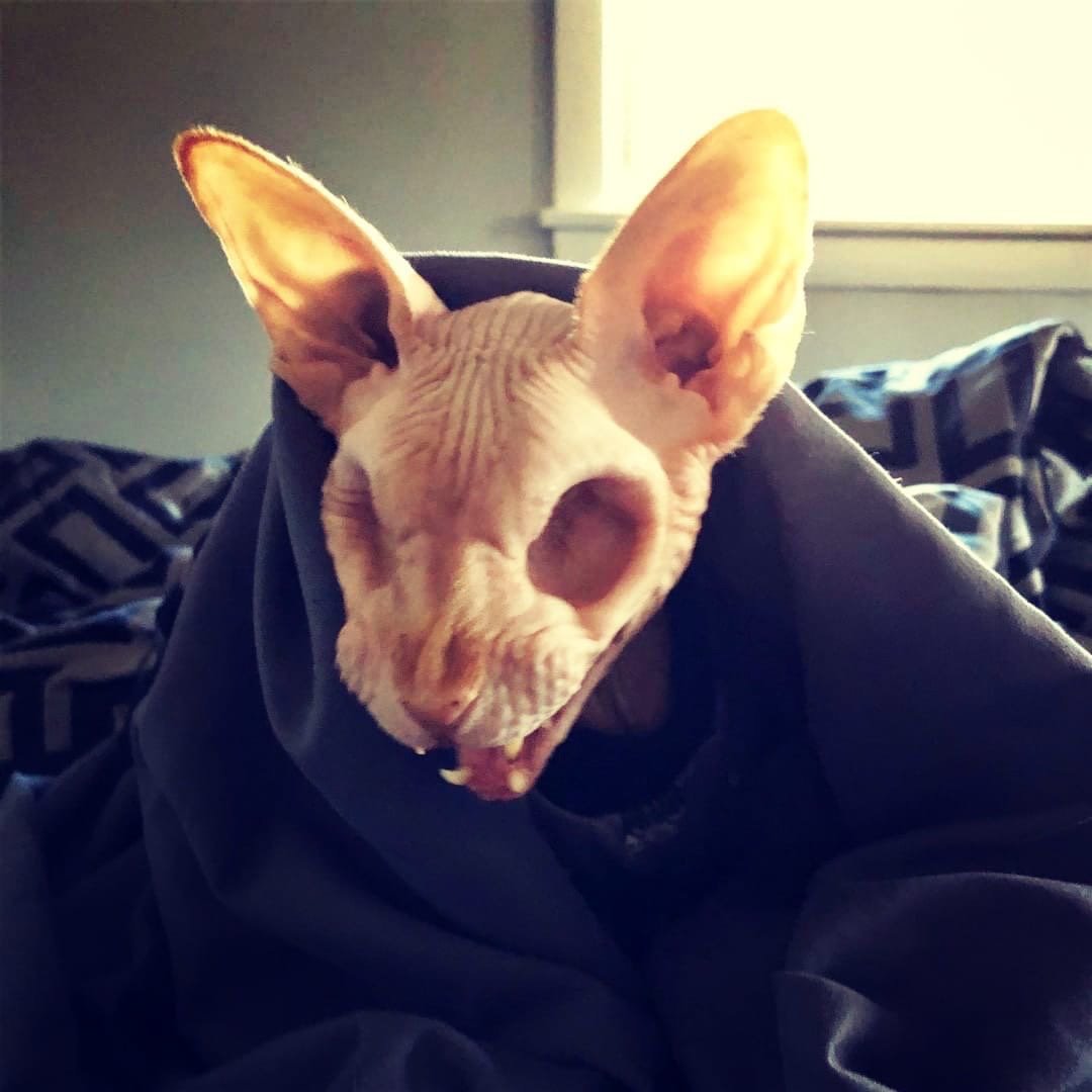 Джаспер безглазый сфинкс