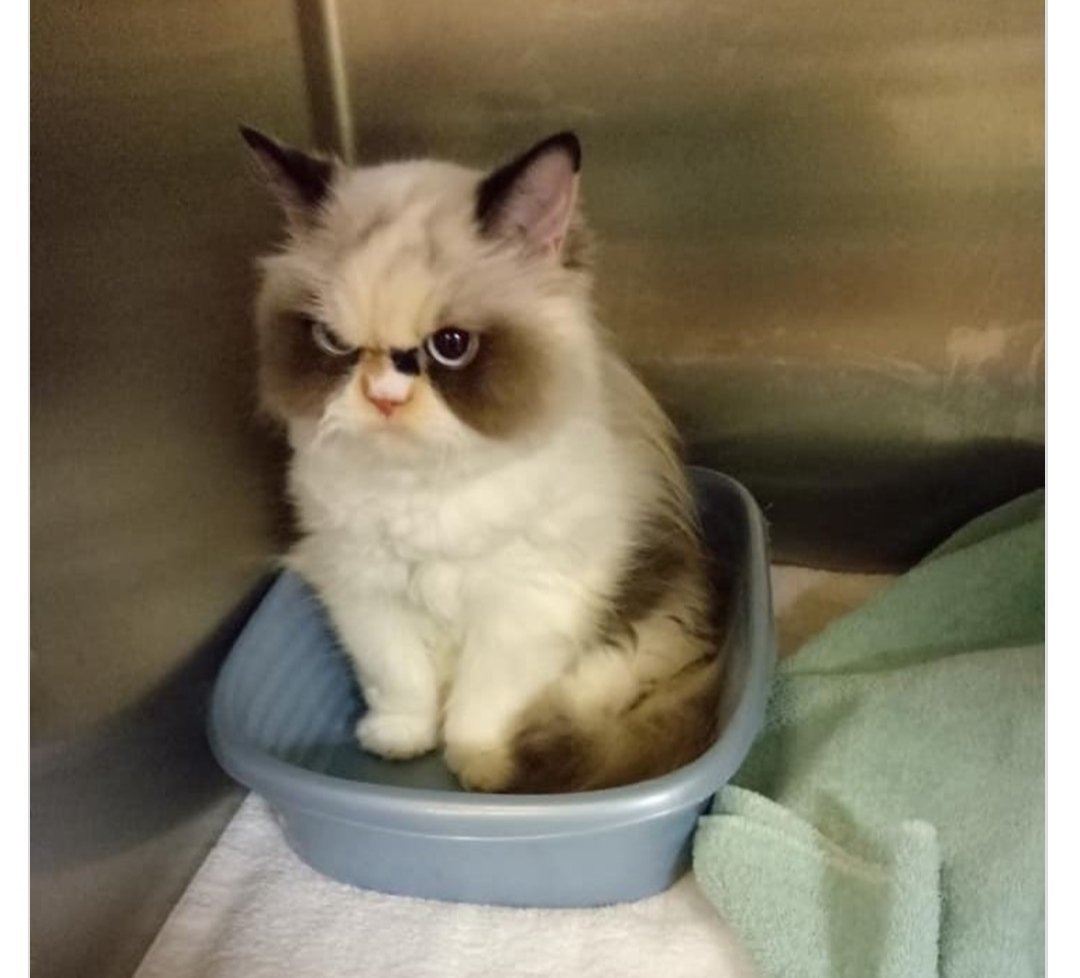 Недовольный кот