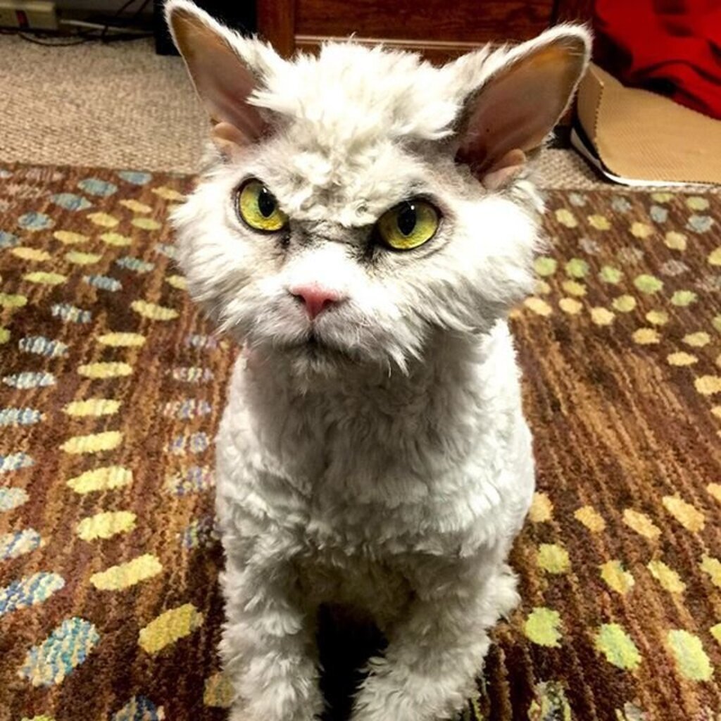 Селкирк рекс котенок злой