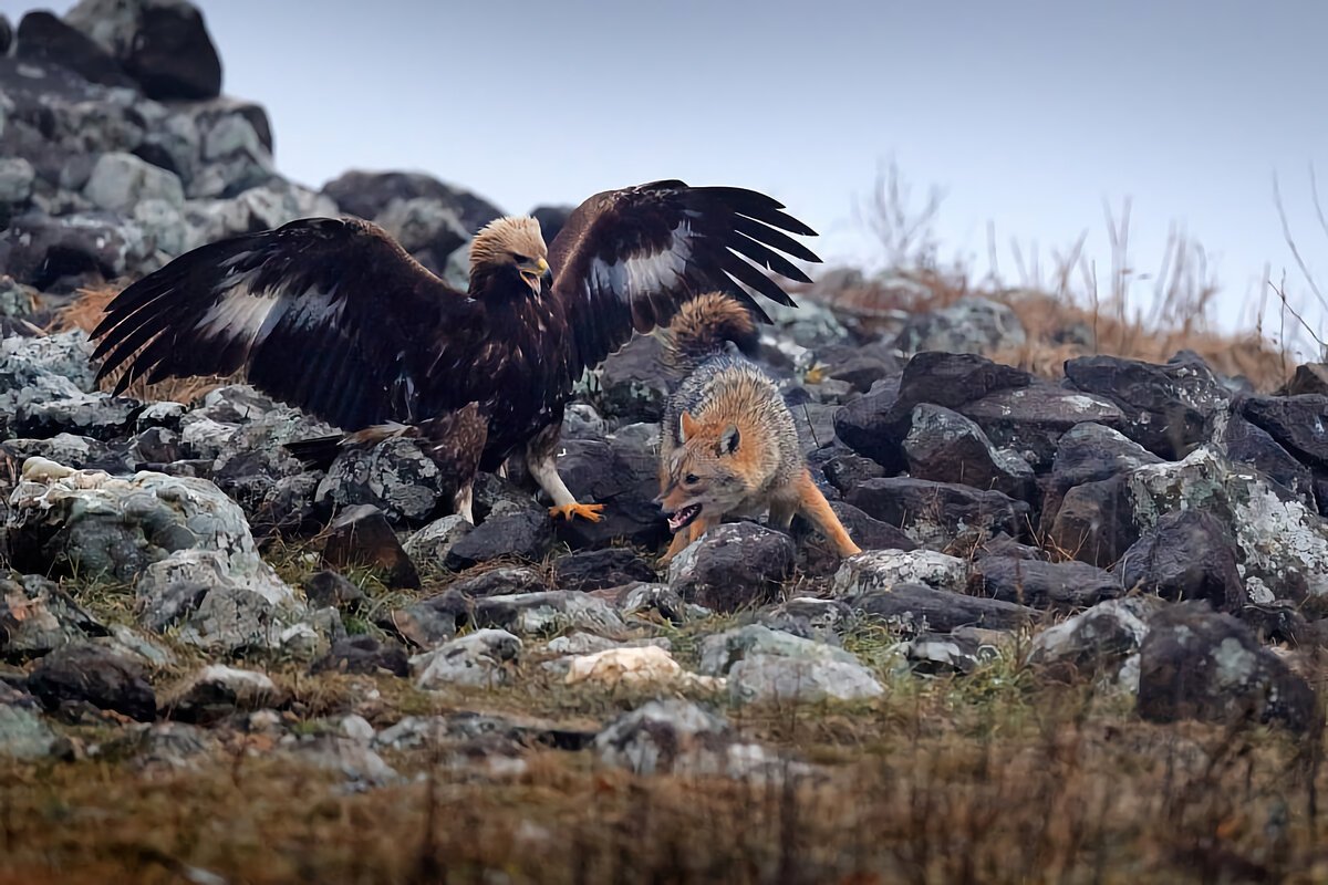 Белоголовый Орлан против волка
