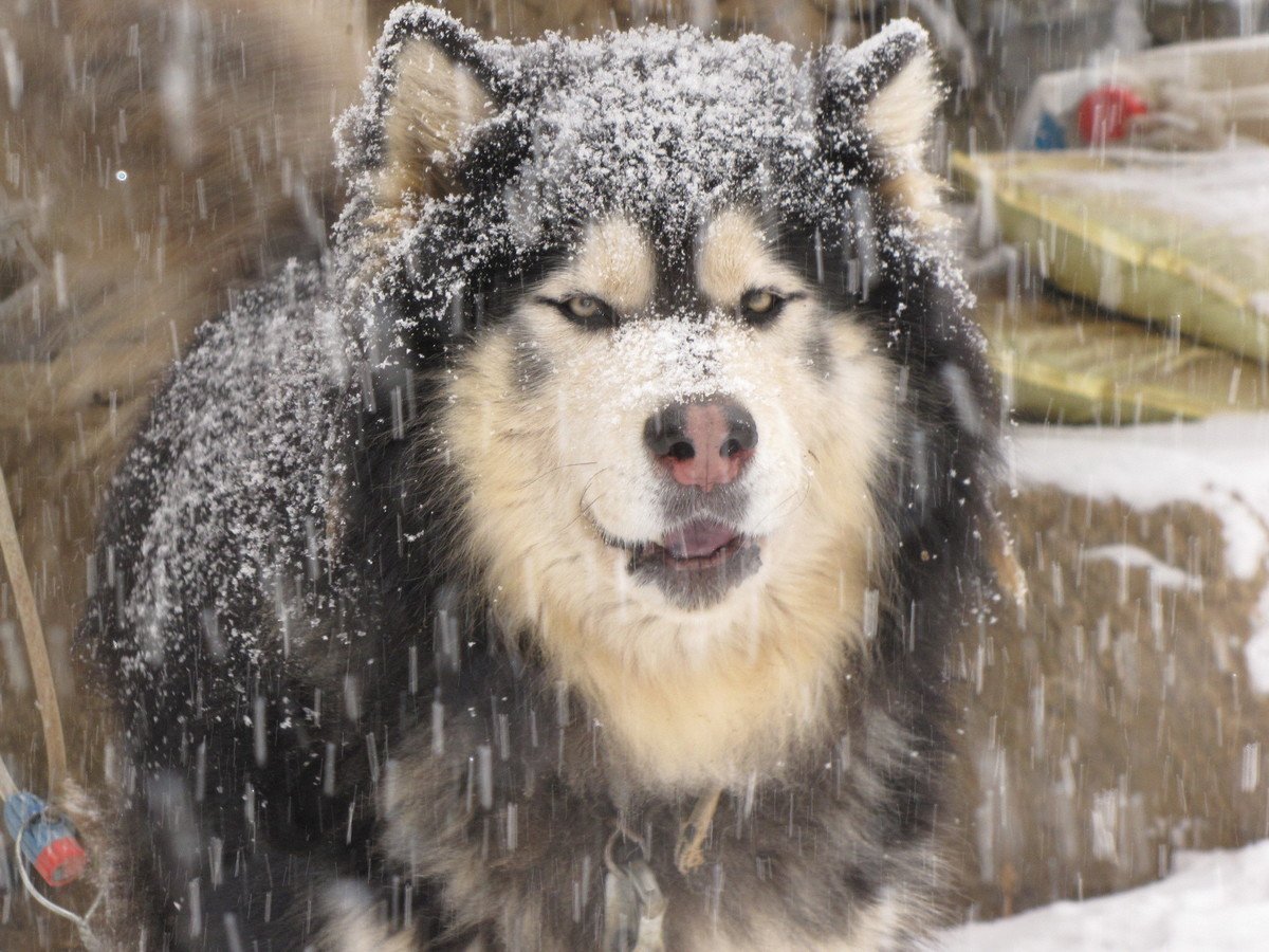 Аляскинский маламут и алабай