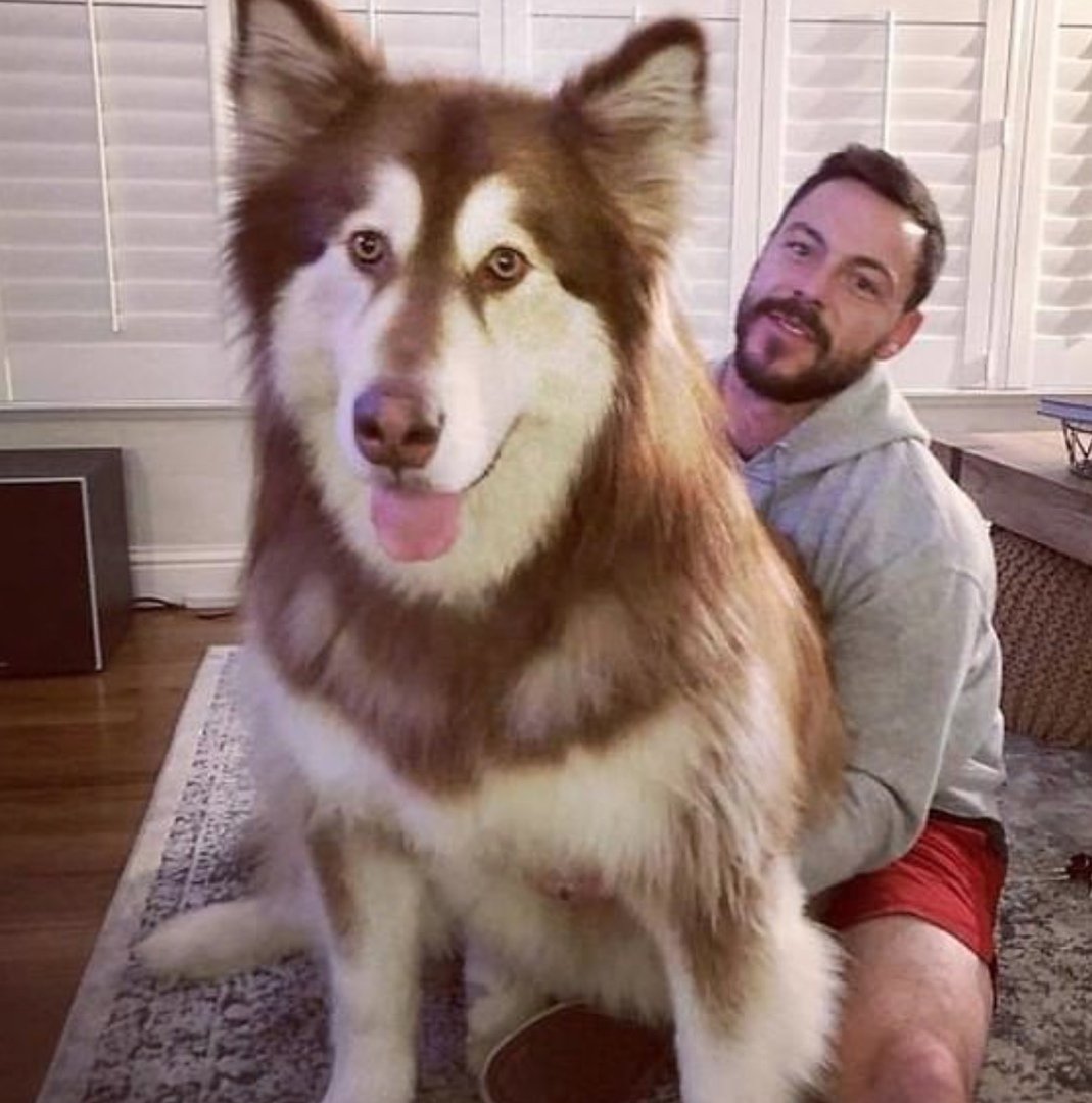 Маламут Аляскинский гигант