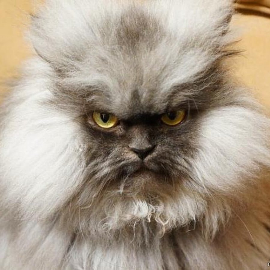 Адмирал мяу