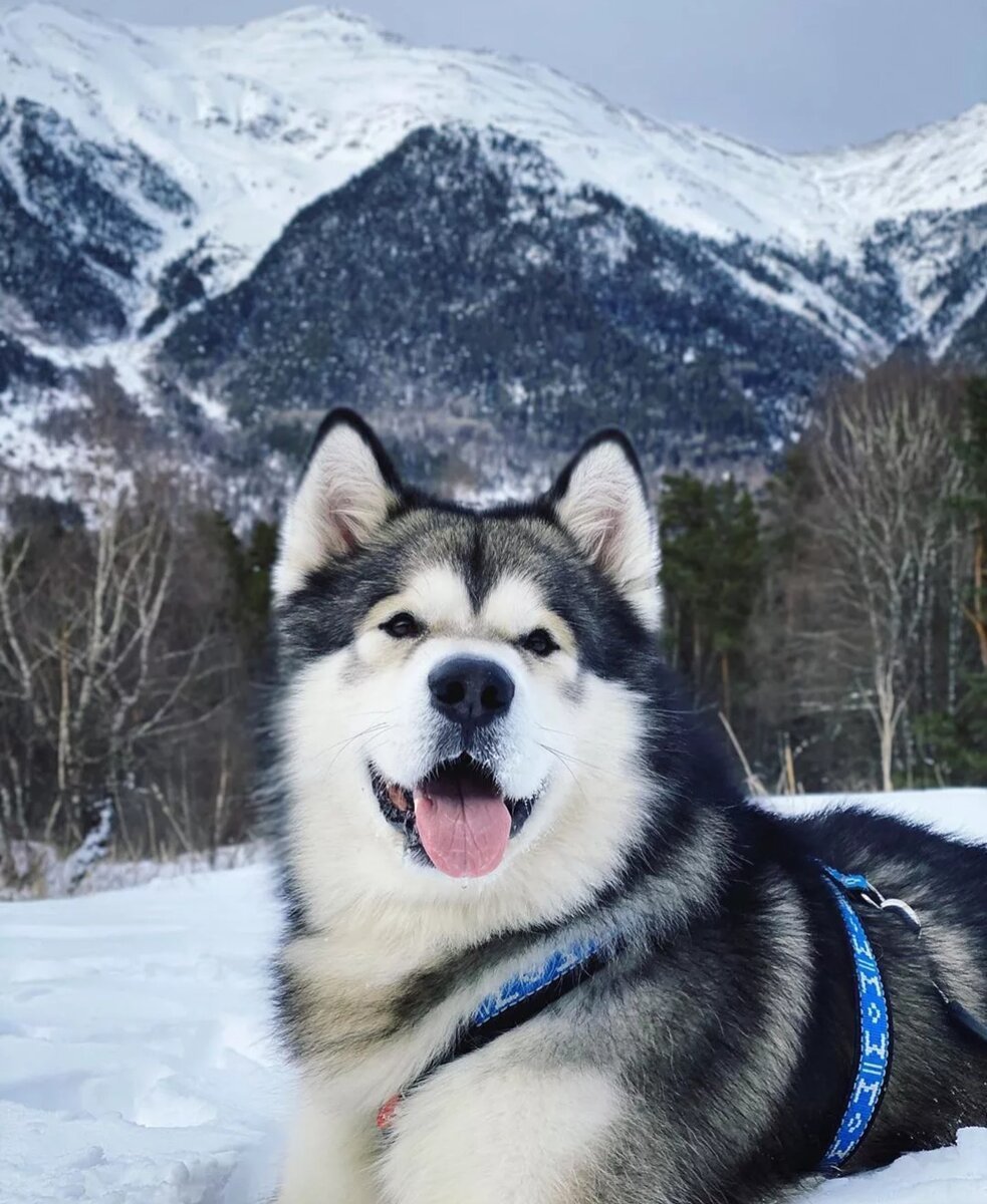 Маламут 1 год