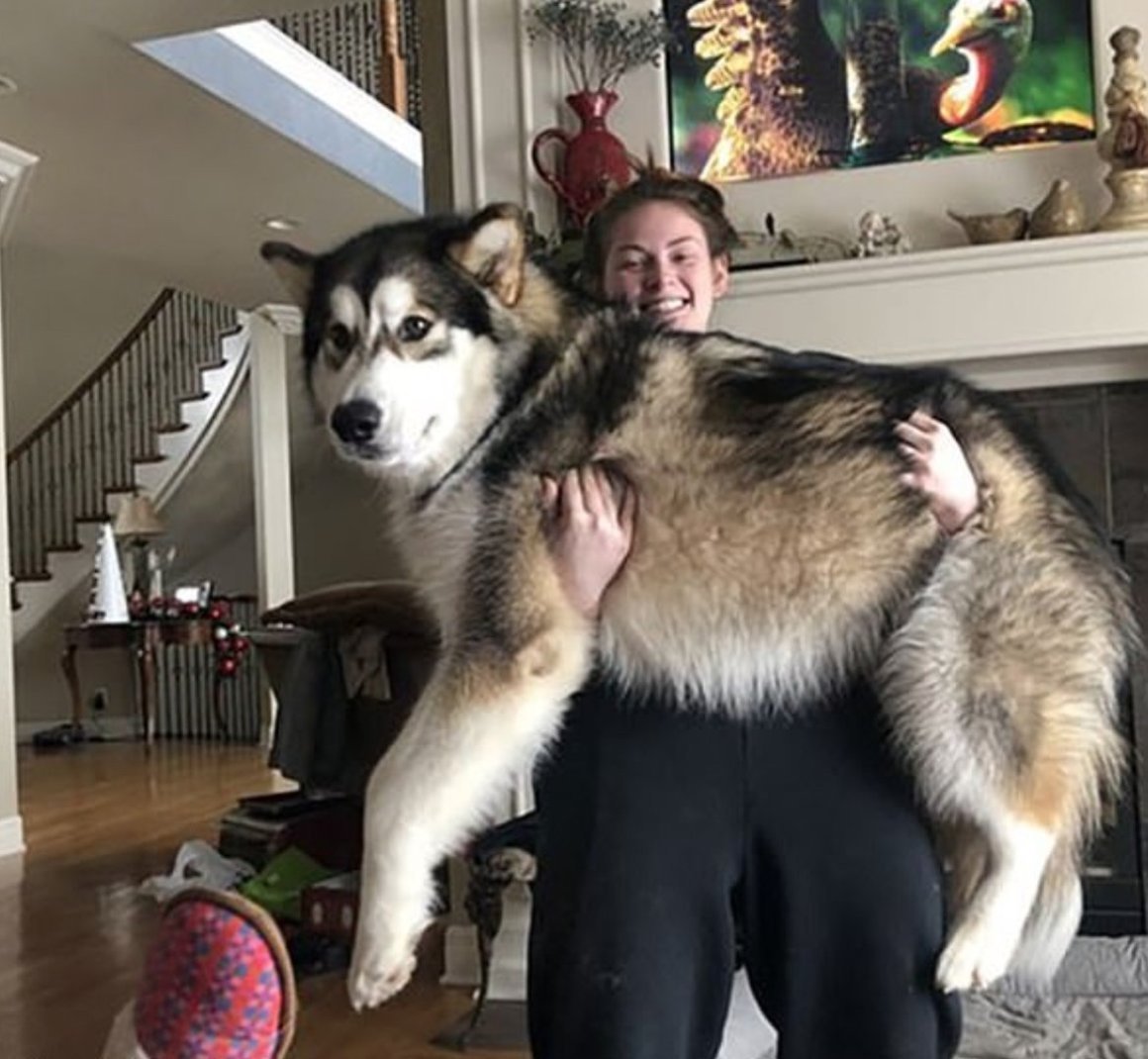 Маламут собака самый большой