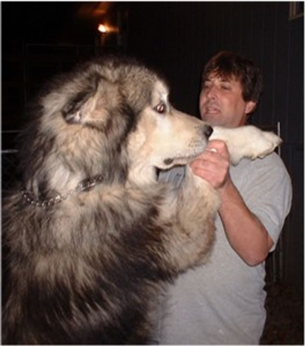 Лайка Аляскинский маламут