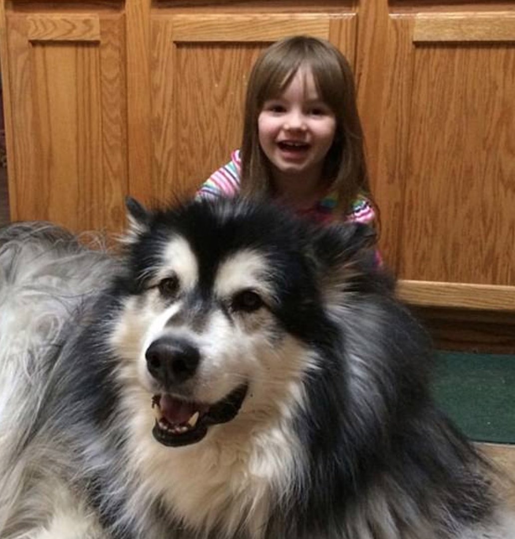 Маламут Аляскинский ги