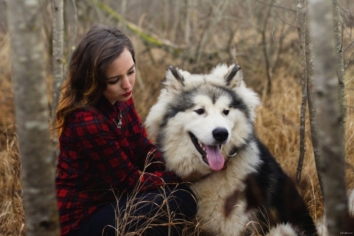 Волкособ гибрид волка