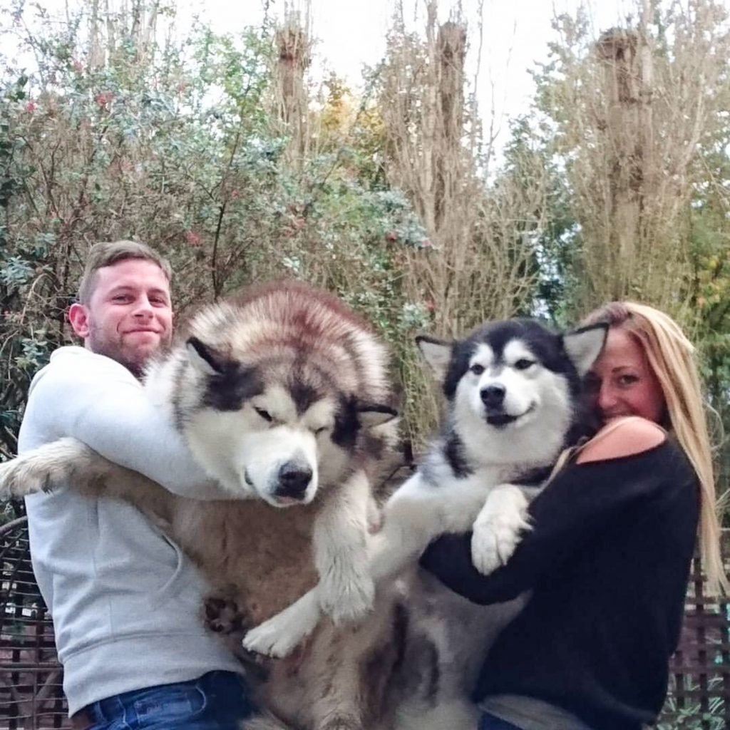 Сибирский маламут -Сибирский хаски