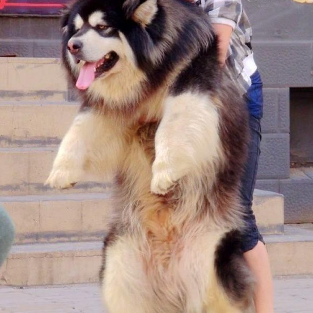 Самый большой маламут в мире