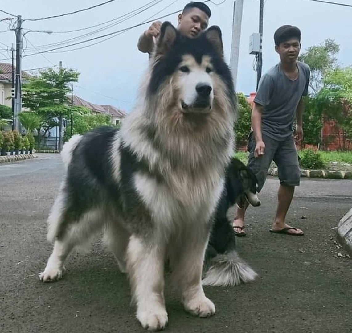 Маламут Аляскинский гигант